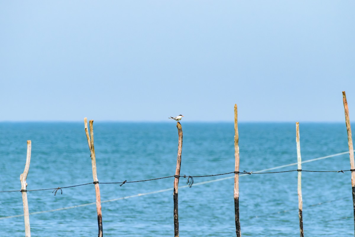 Common Tern - ML621551274