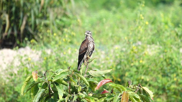 Snail Kite - ML621551275