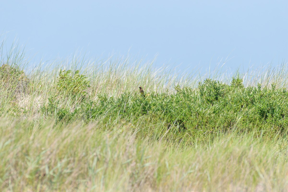 Cedar Waxwing - ML621551276