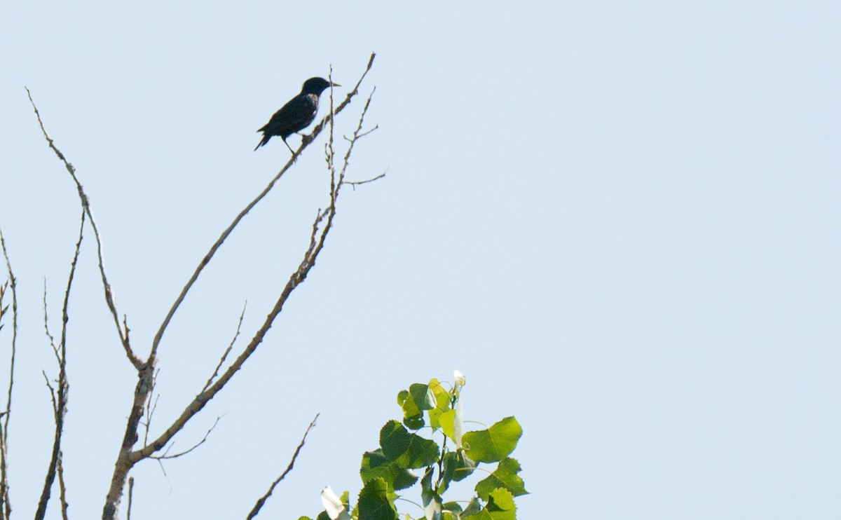 European Starling - Robin Trevillian