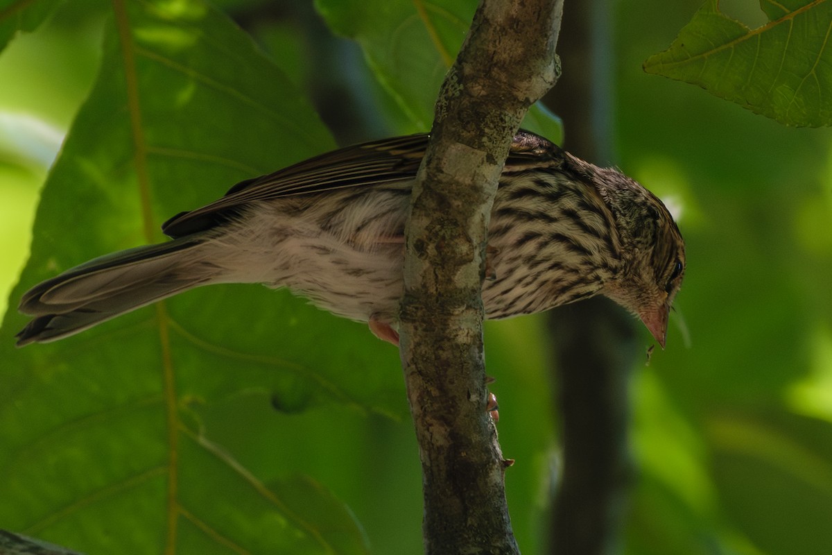 Chipping Sparrow - ML621551284