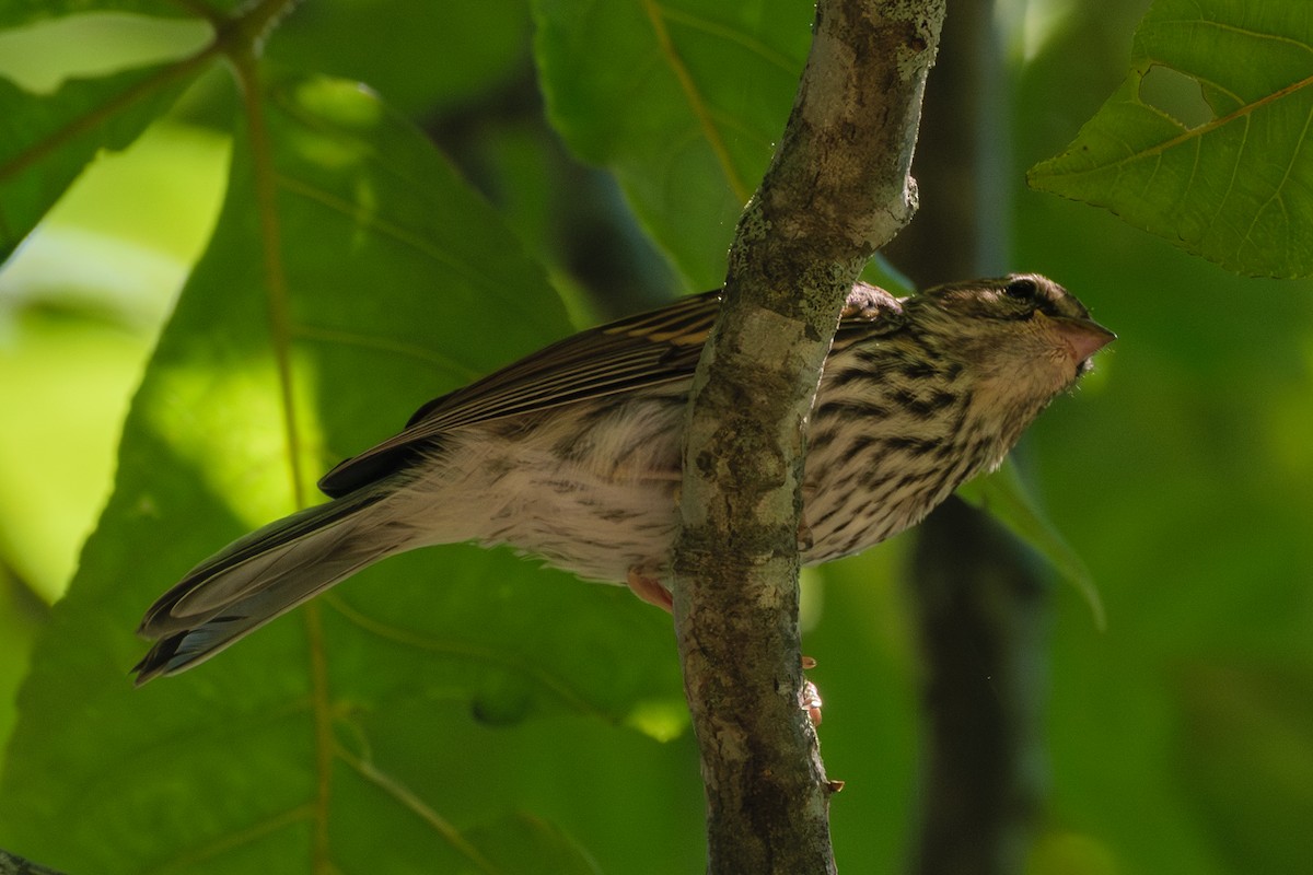 Chipping Sparrow - ML621551285