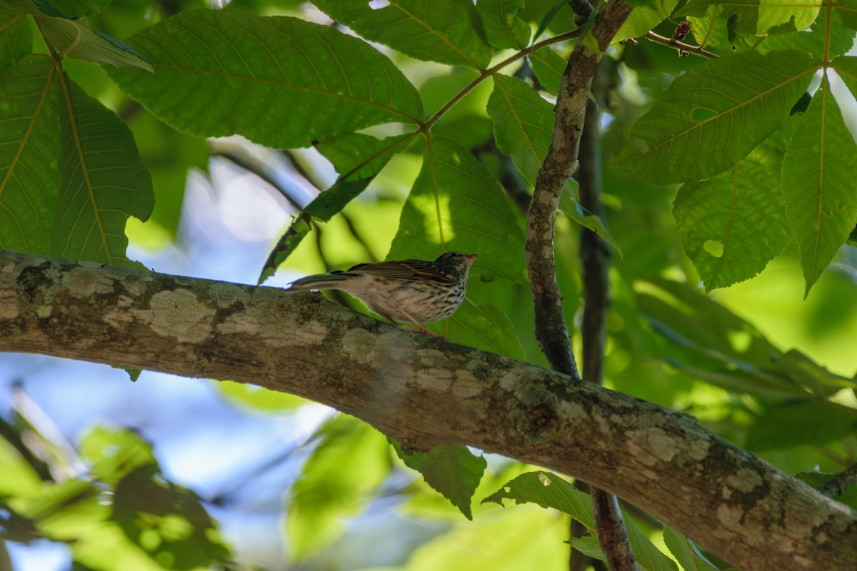 Chipping Sparrow - ML621551286