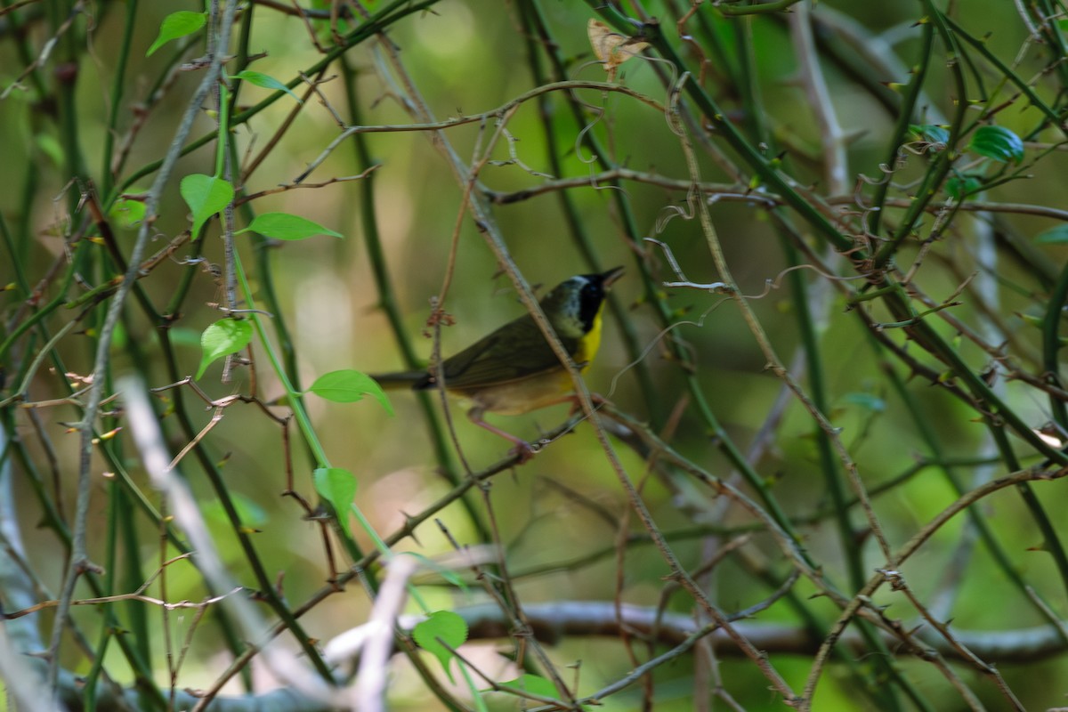 Common Yellowthroat - ML621551294