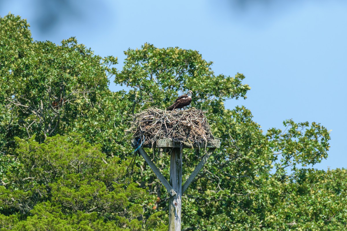 Osprey - ML621551298