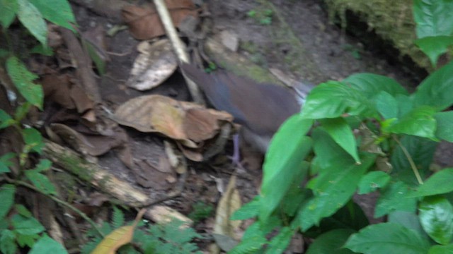 White-throated Quail-Dove - ML621551305