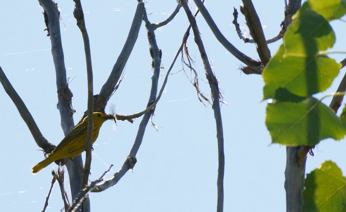 Yellow Warbler - ML621551309