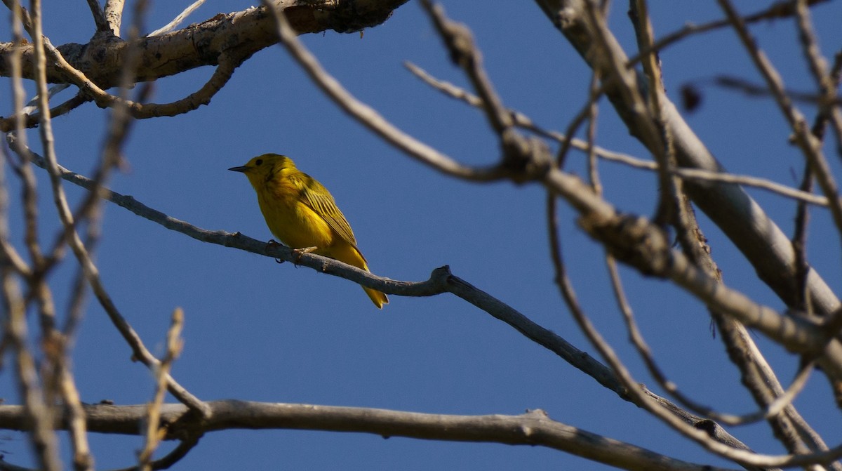 Yellow Warbler - ML621551310