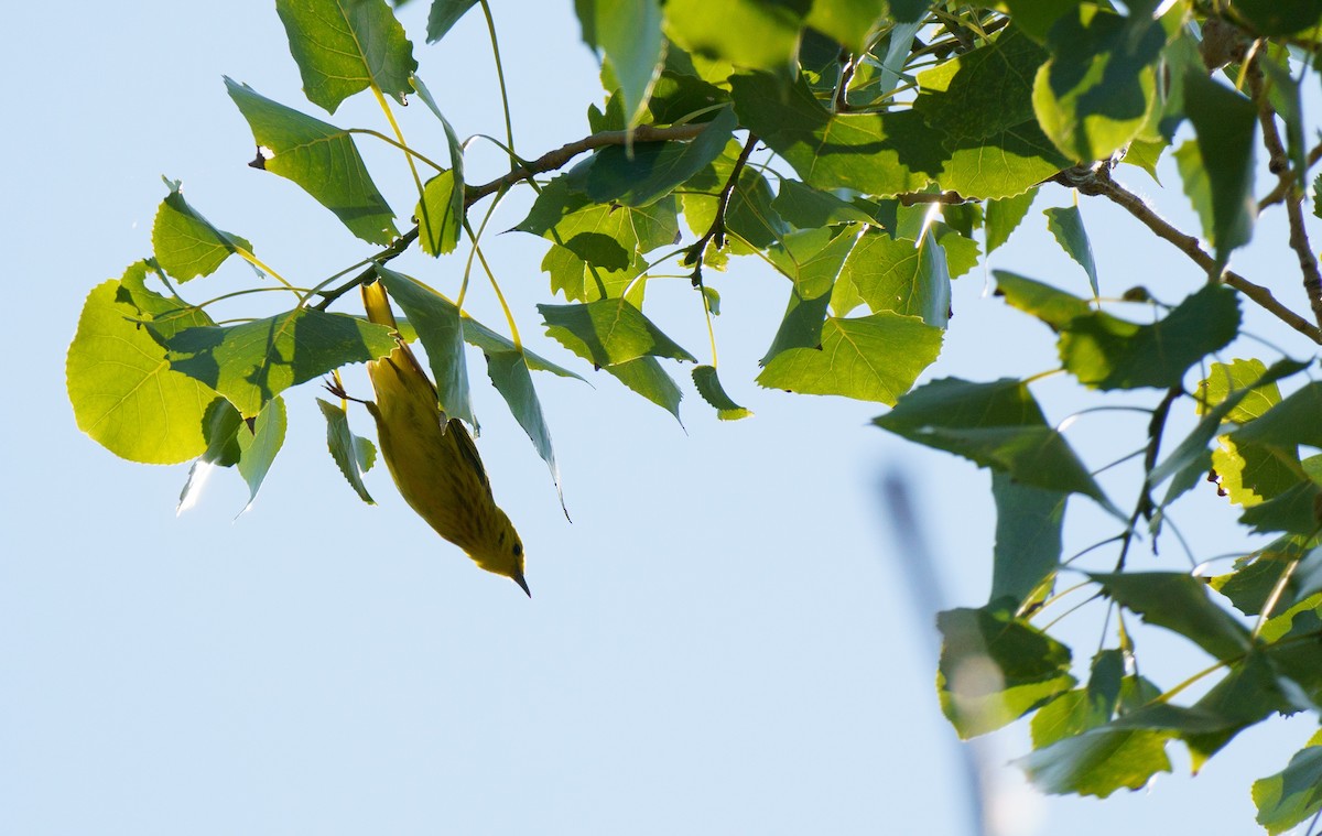 Yellow Warbler - ML621551311