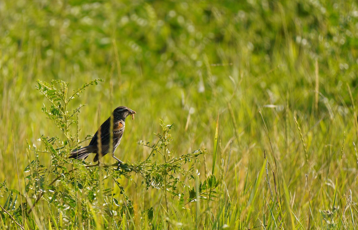 Red-winged Blackbird - ML621551315