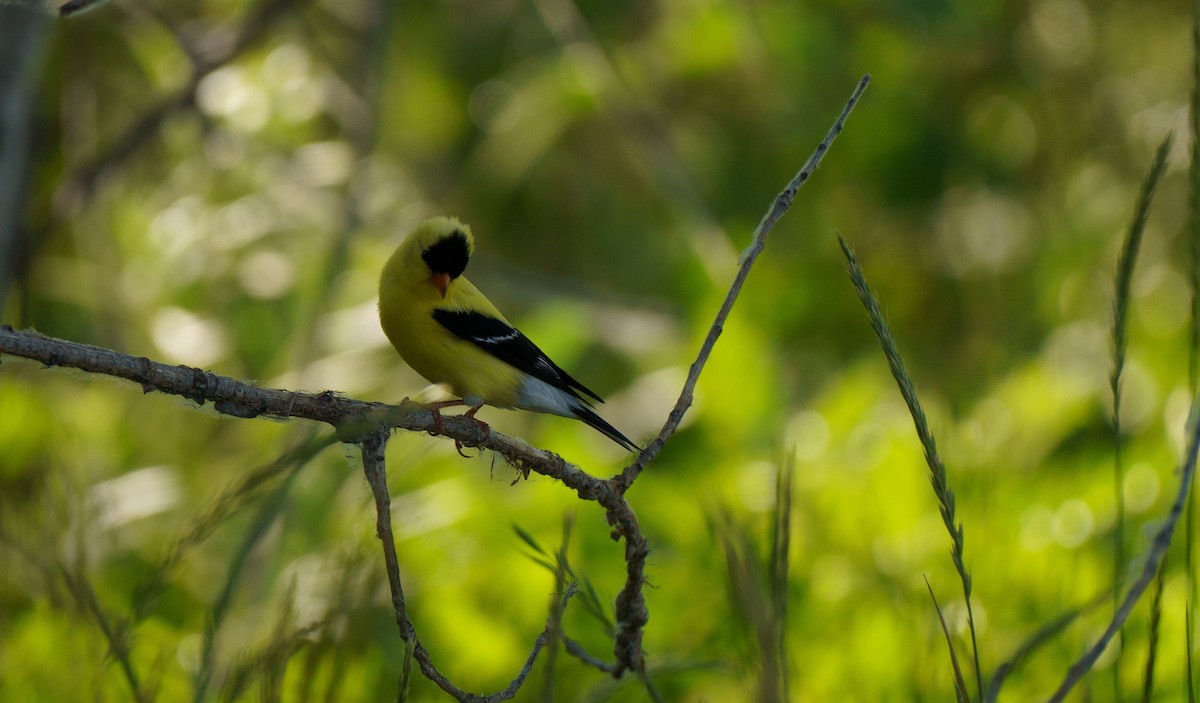 American Goldfinch - ML621551318