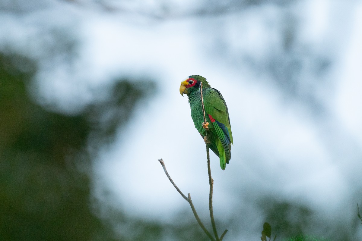 キバナボウシインコ - ML621551346