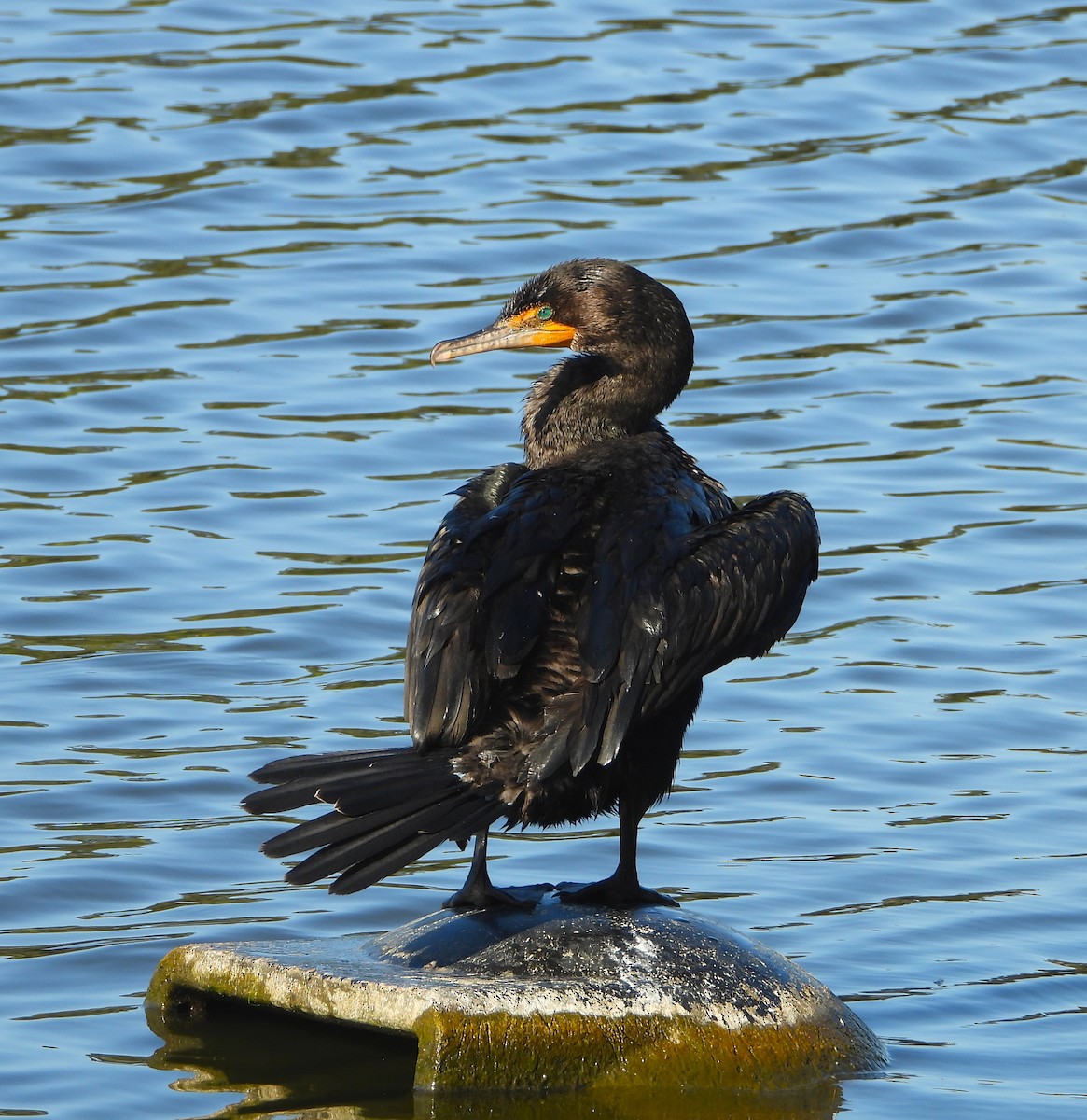 Double-crested Cormorant - ML621551371