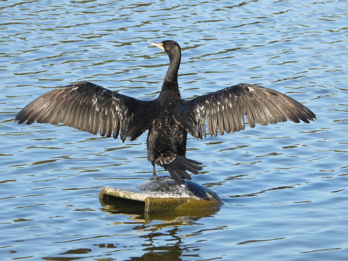 Double-crested Cormorant - ML621551372