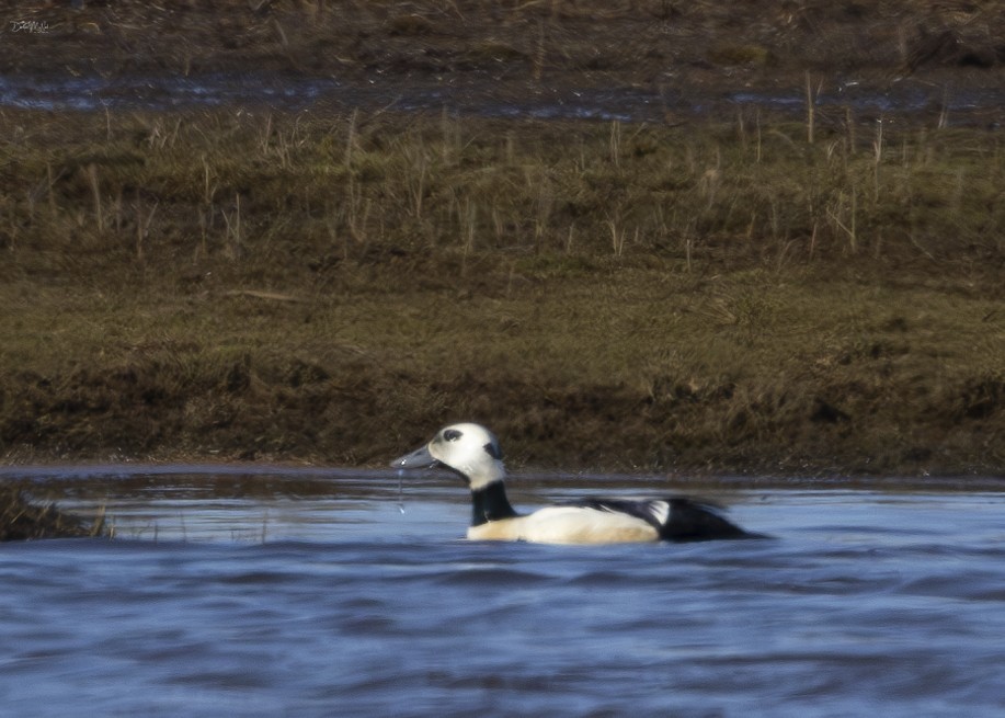 Steller's Eider - ML621551390