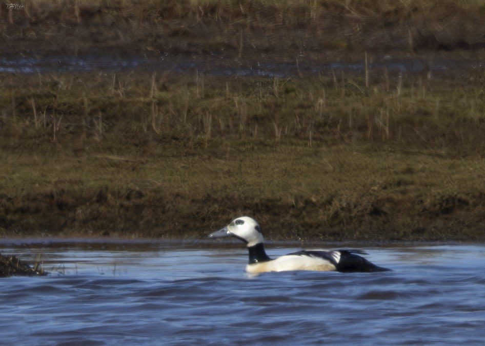 Steller's Eider - ML621551391