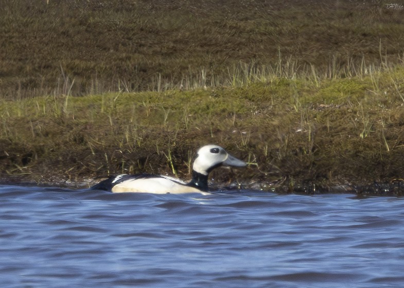 Steller's Eider - ML621551392