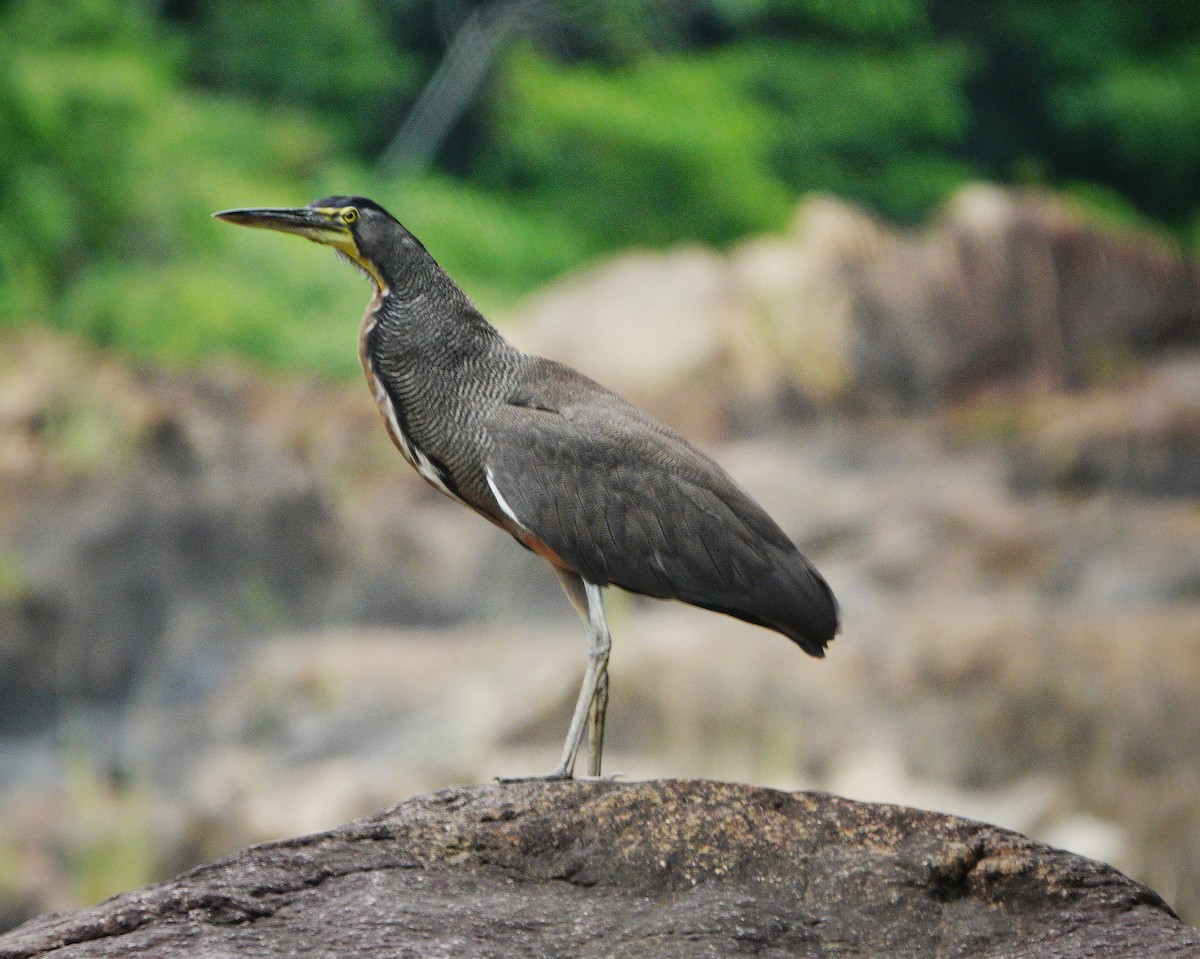 Bare-throated Tiger-Heron - ML621551421