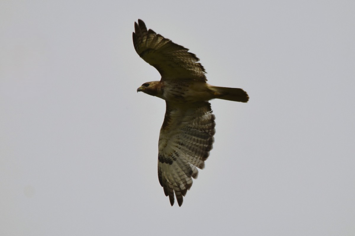 Red-tailed Hawk (borealis) - ML621551426