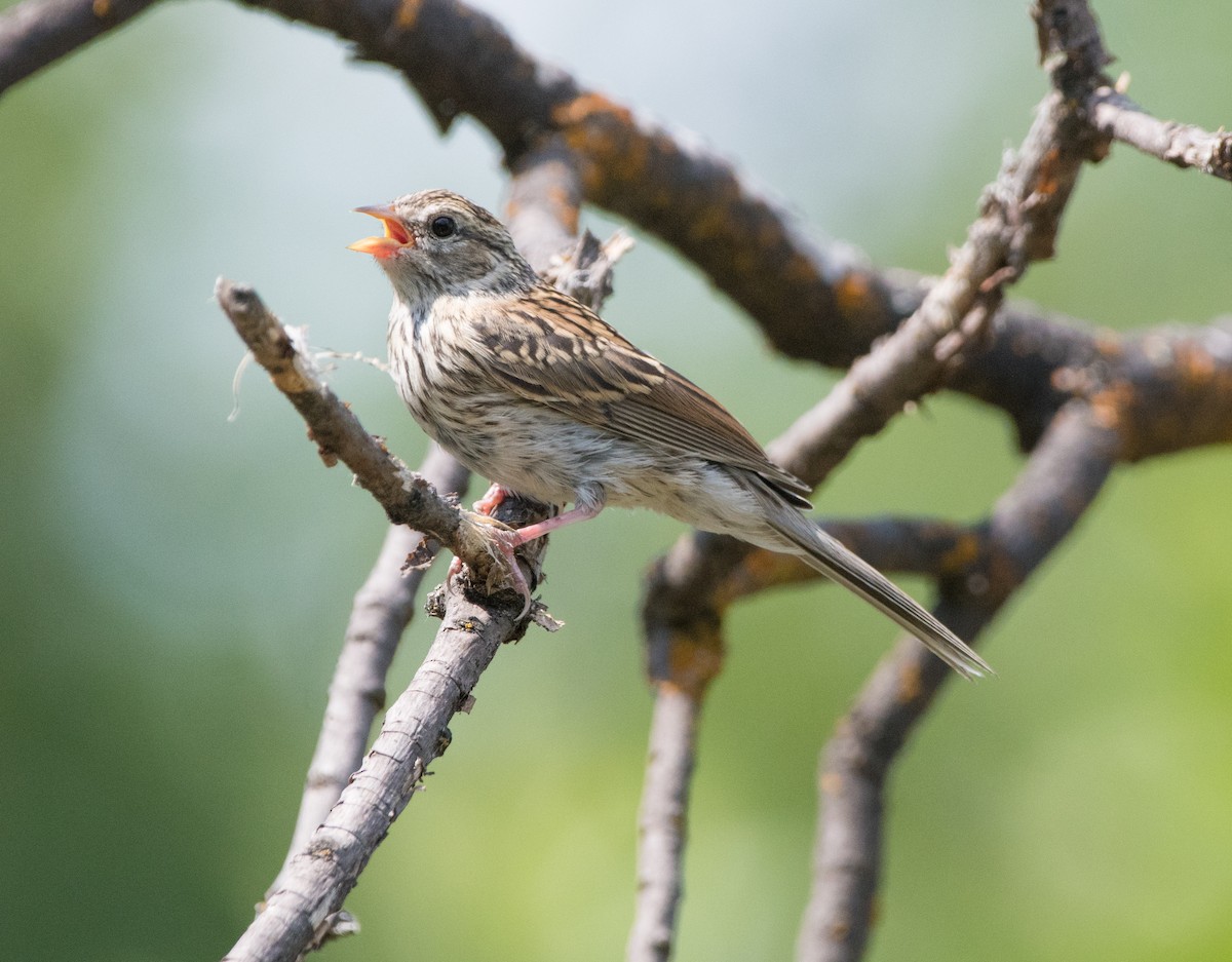 Chipping Sparrow - ML621551443