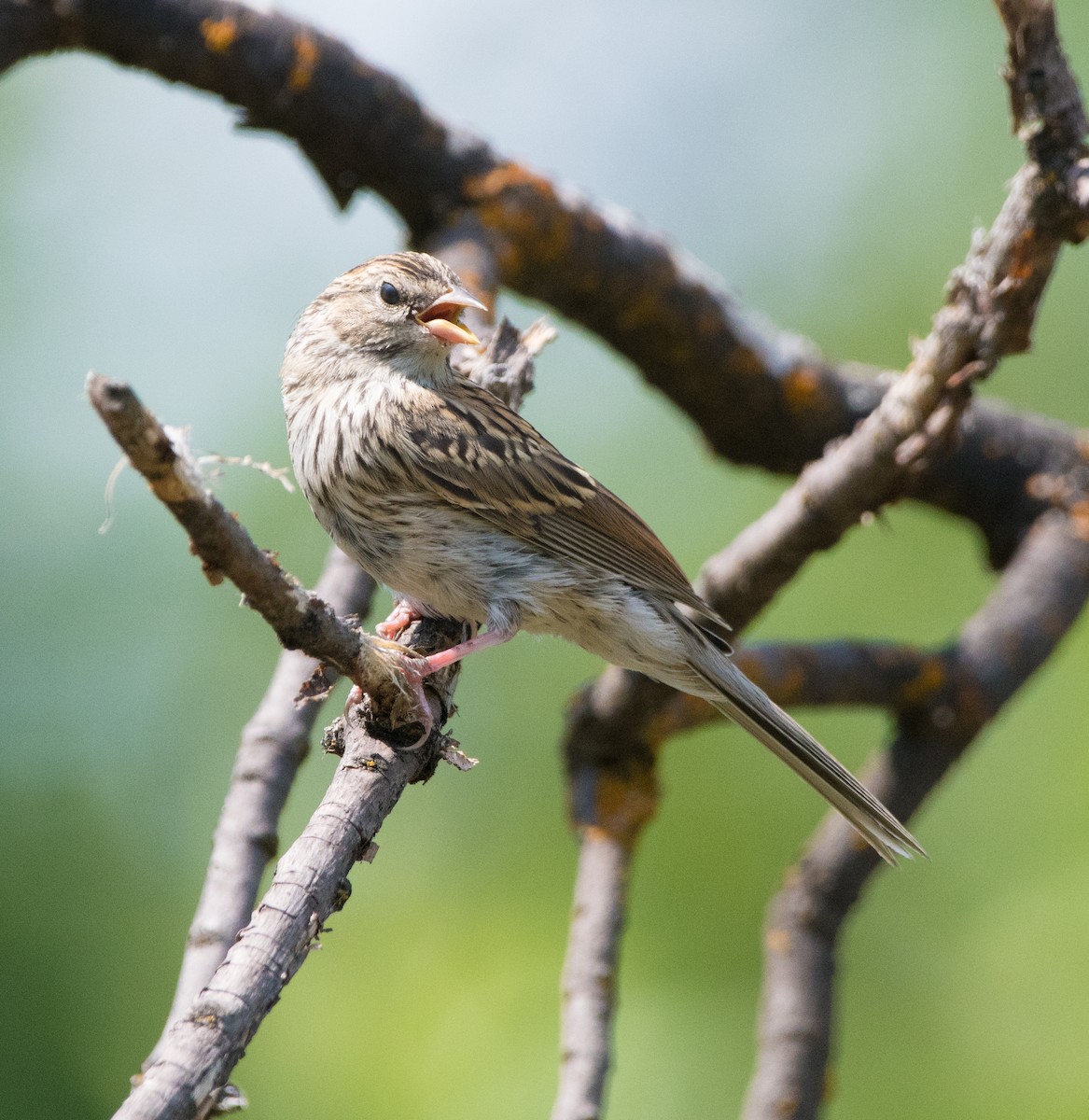 Chipping Sparrow - ML621551459