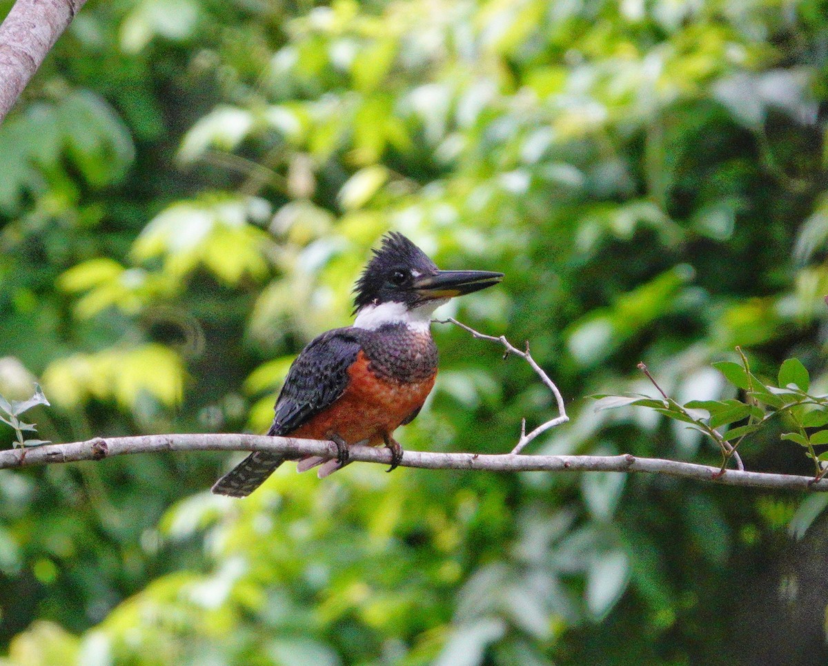 Green Kingfisher - ML621551464