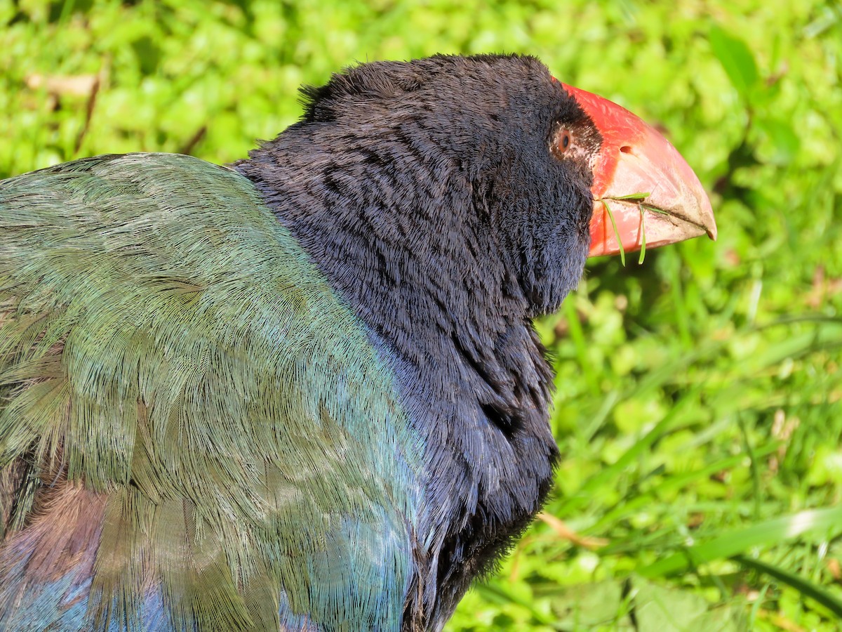 South Island Takahe - ML621551478