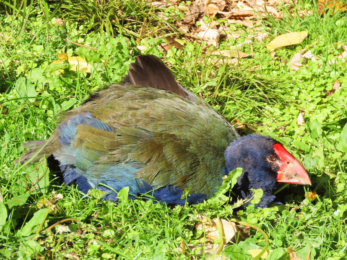 South Island Takahe - ML621551479