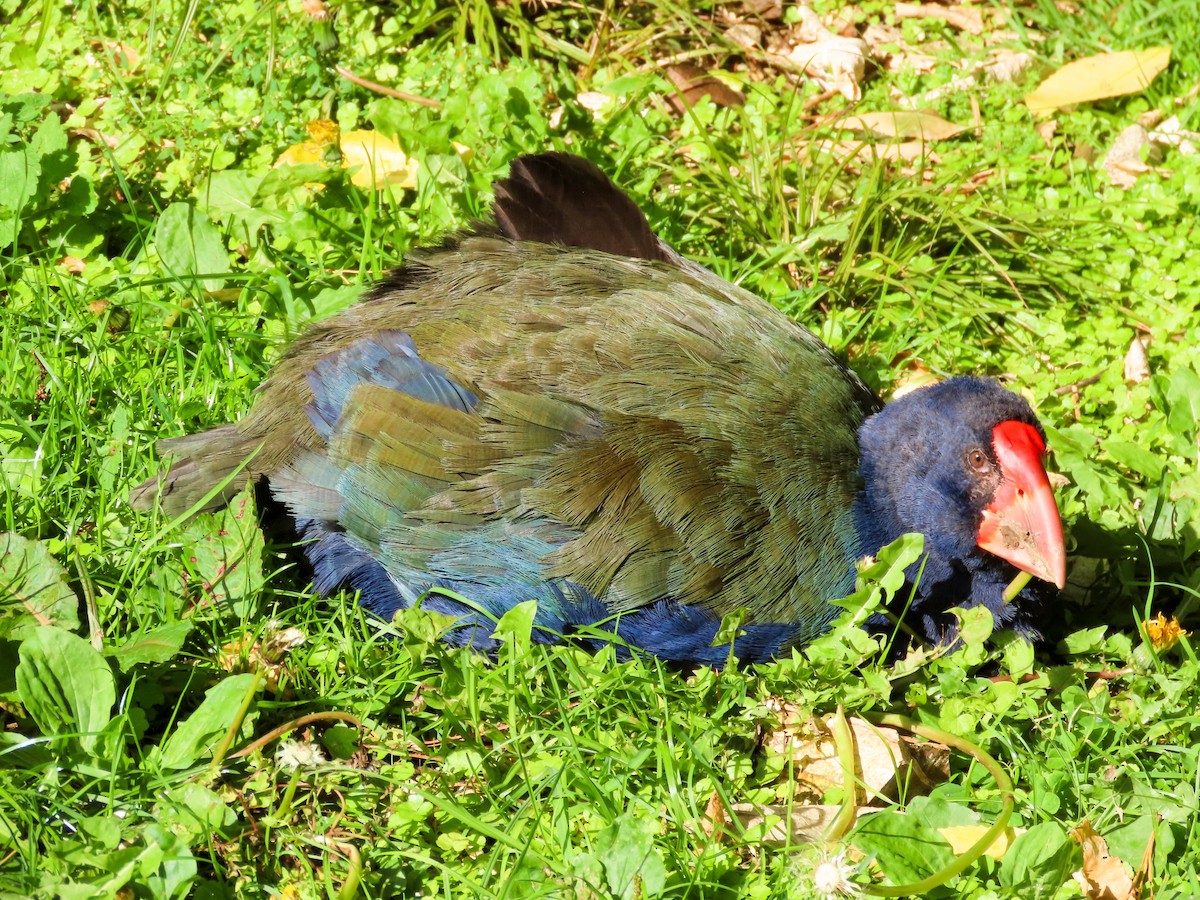 South Island Takahe - ML621551480