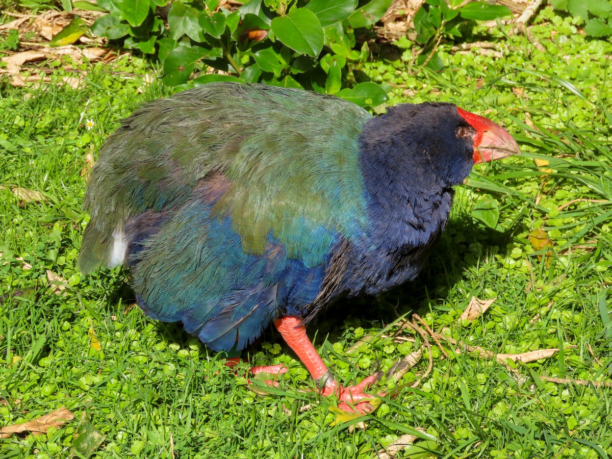 South Island Takahe - ML621551481