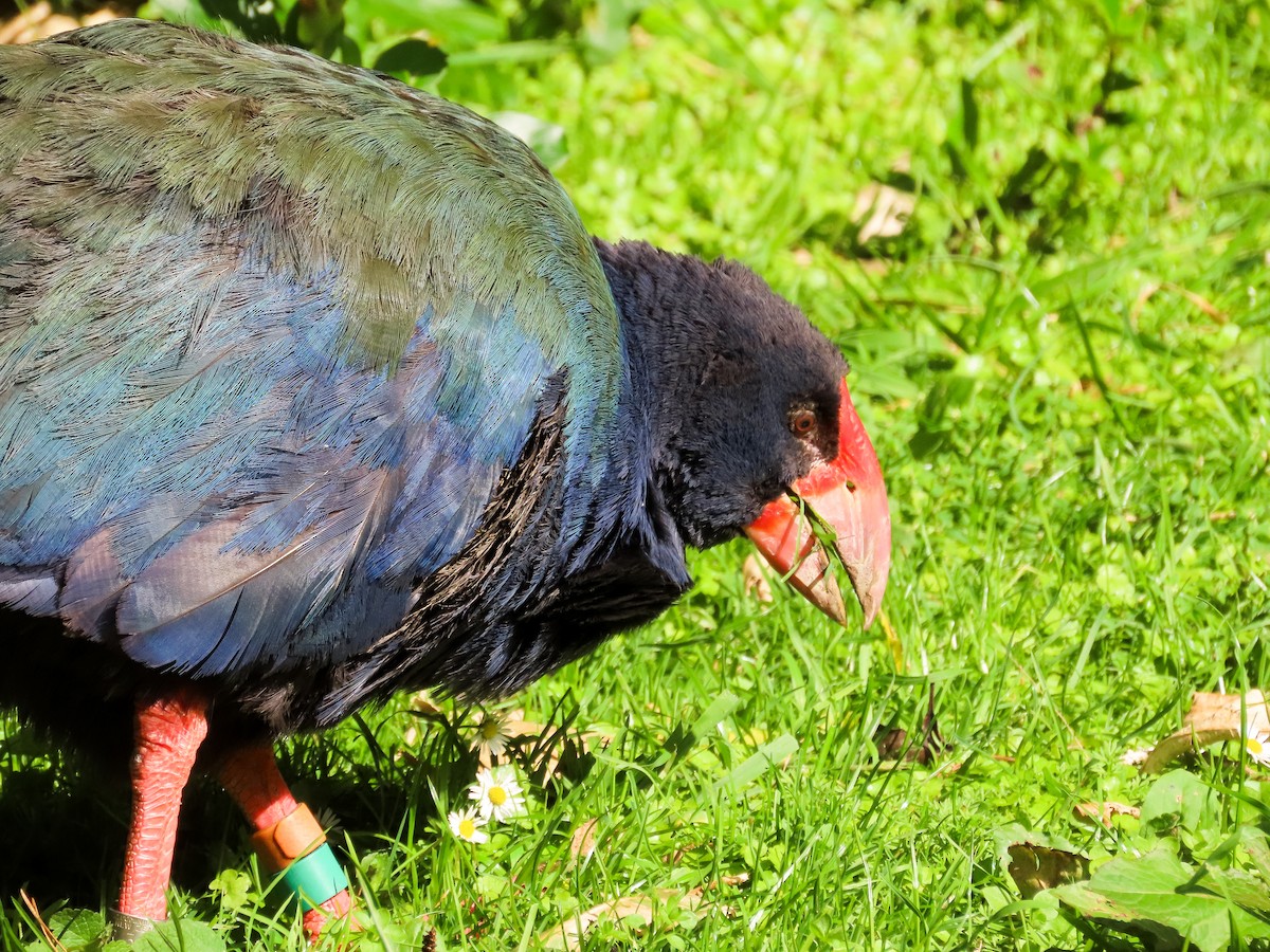 South Island Takahe - ML621551482