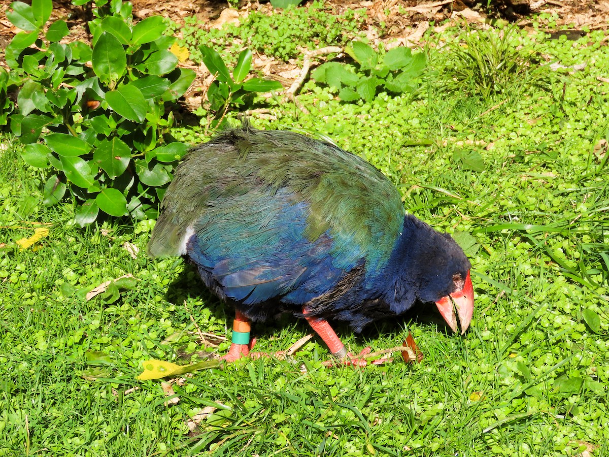 South Island Takahe - ML621551483