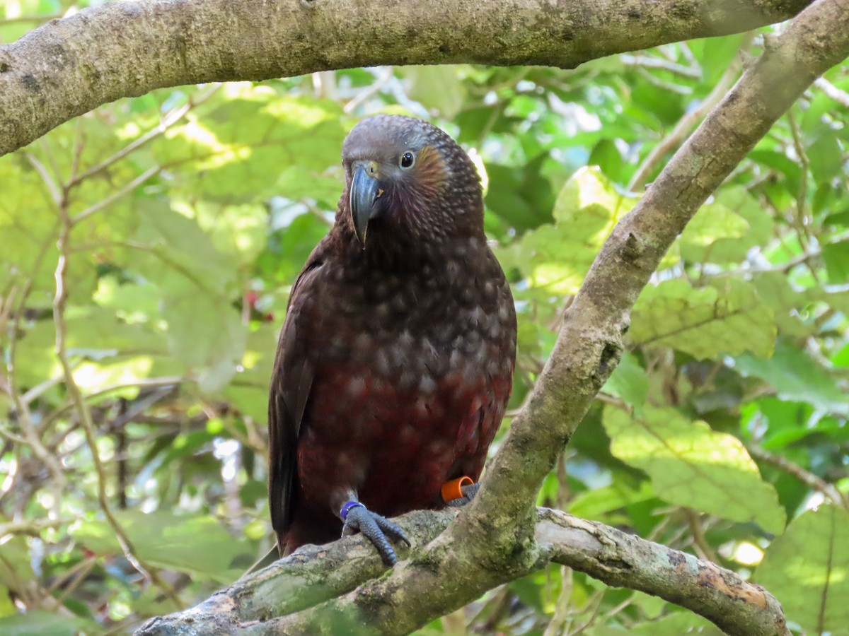 New Zealand Kaka - ML621551490