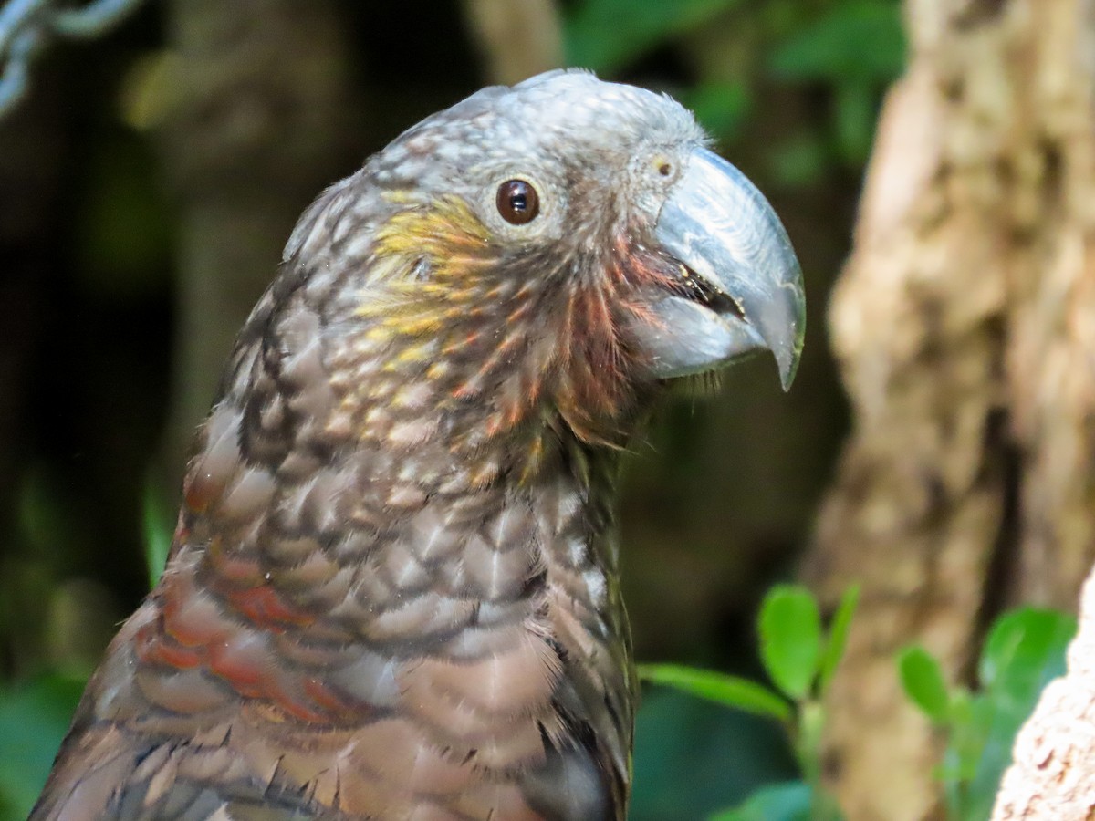 New Zealand Kaka - Maria del Castillo