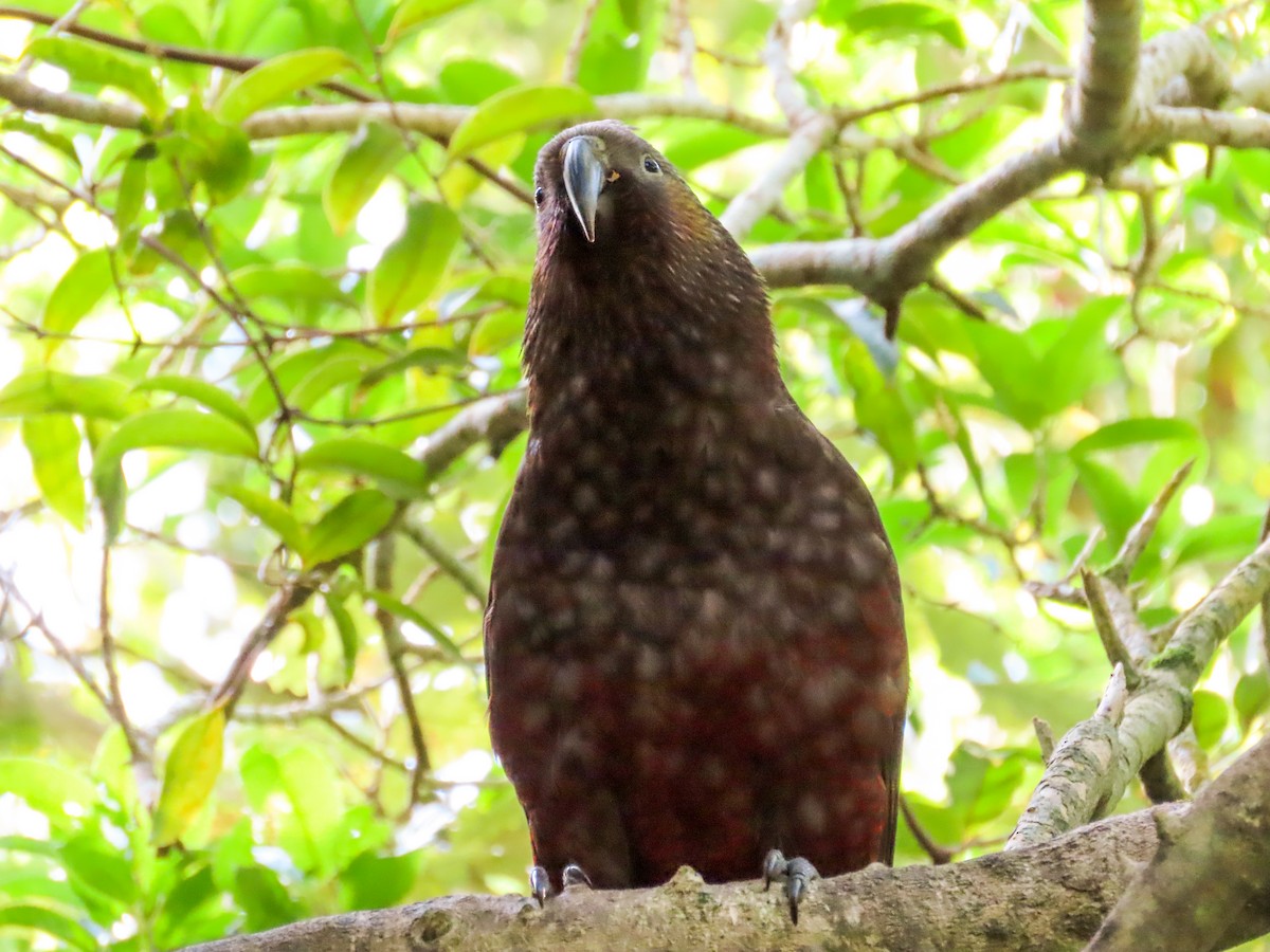 New Zealand Kaka - ML621551492