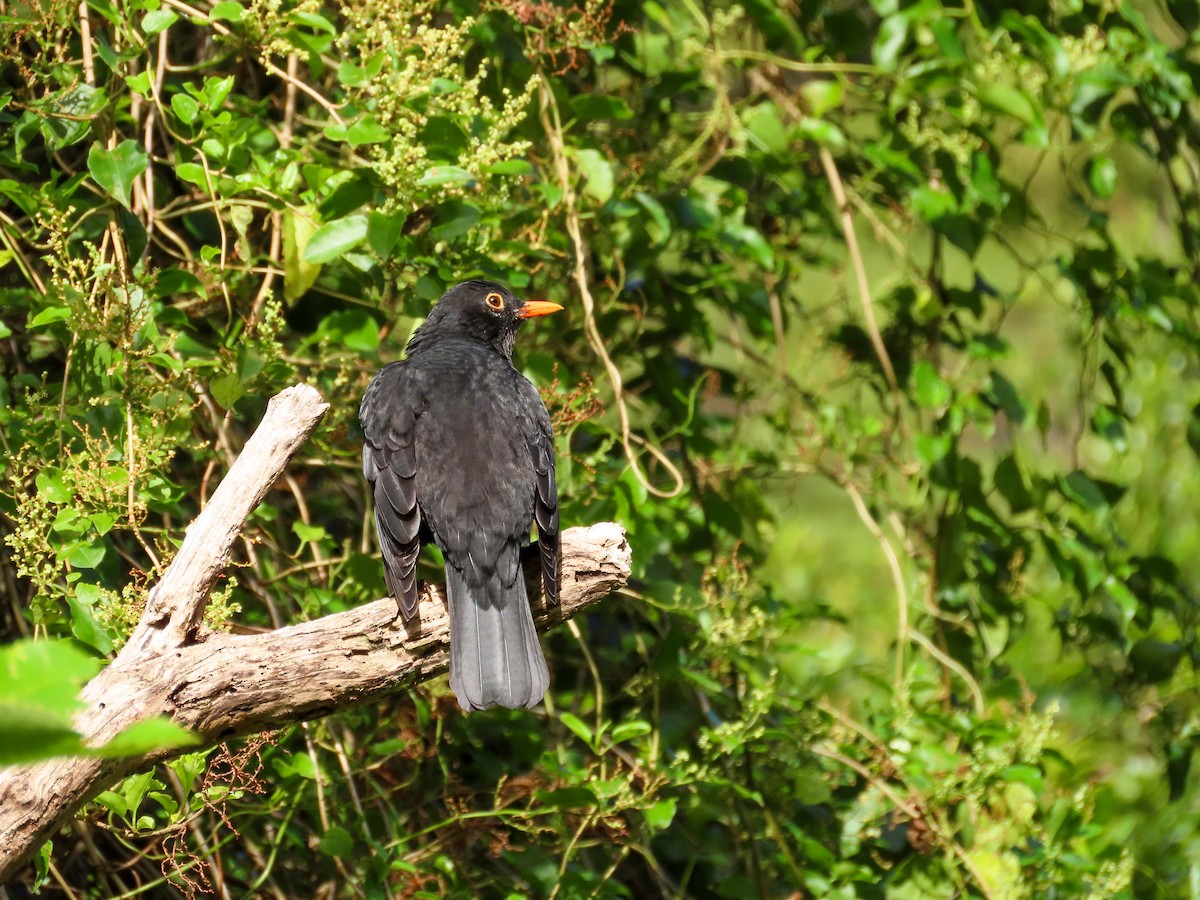 Eurasian Blackbird - ML621551493