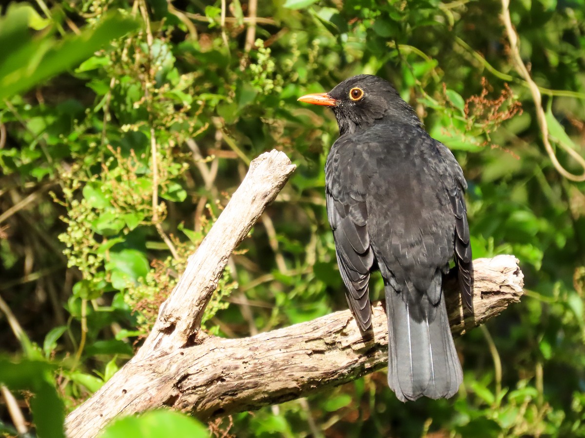Eurasian Blackbird - ML621551494