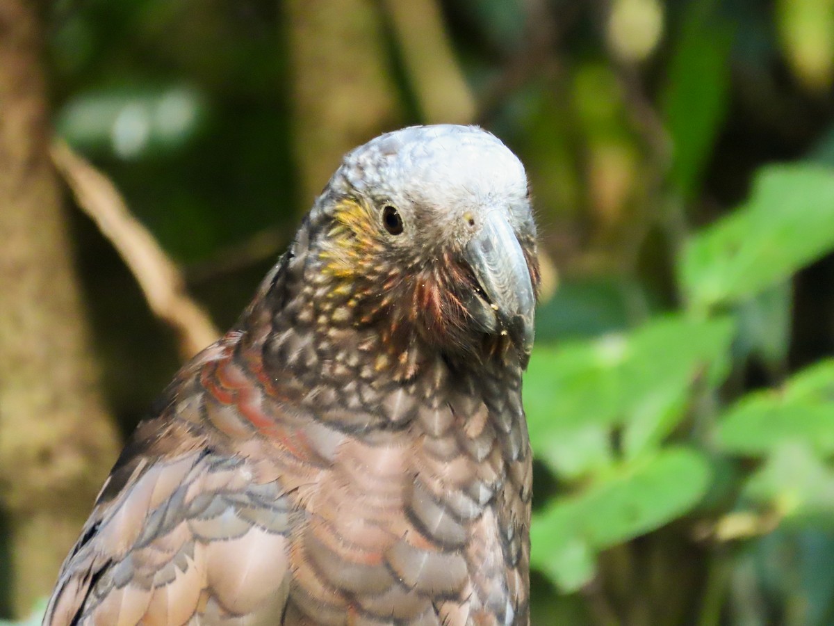 New Zealand Kaka - ML621551498