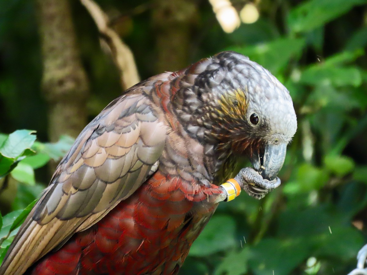 New Zealand Kaka - ML621551499