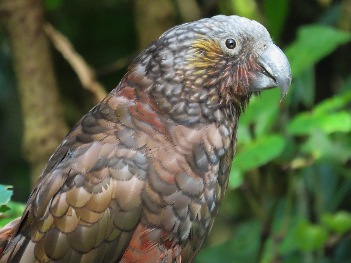 New Zealand Kaka - ML621551500