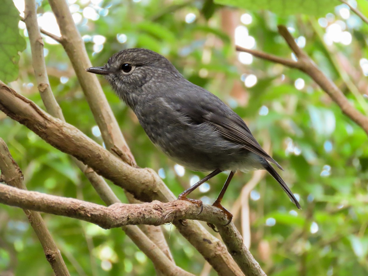 North Island Robin - ML621551507