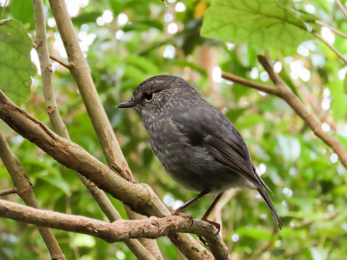 North Island Robin - ML621551508