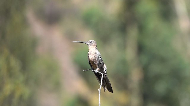 Giant Hummingbird - ML621551559