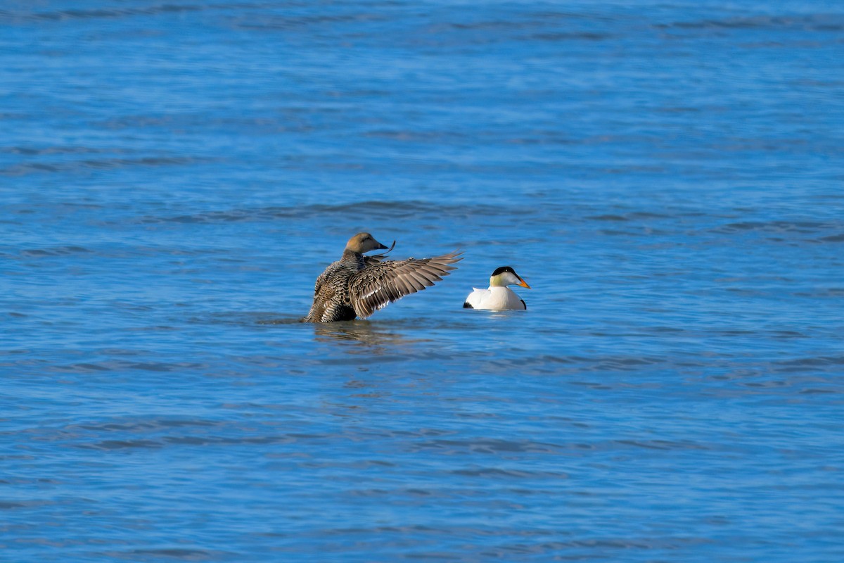 Common Eider - Bill Schneider