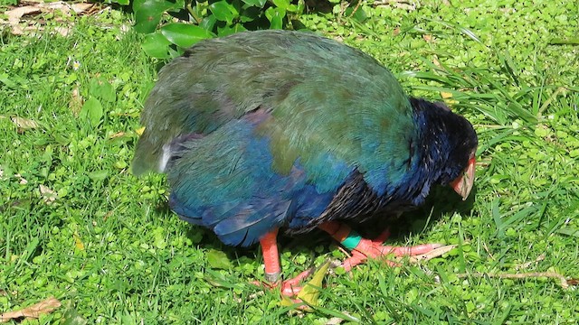 South Island Takahe - ML621551595