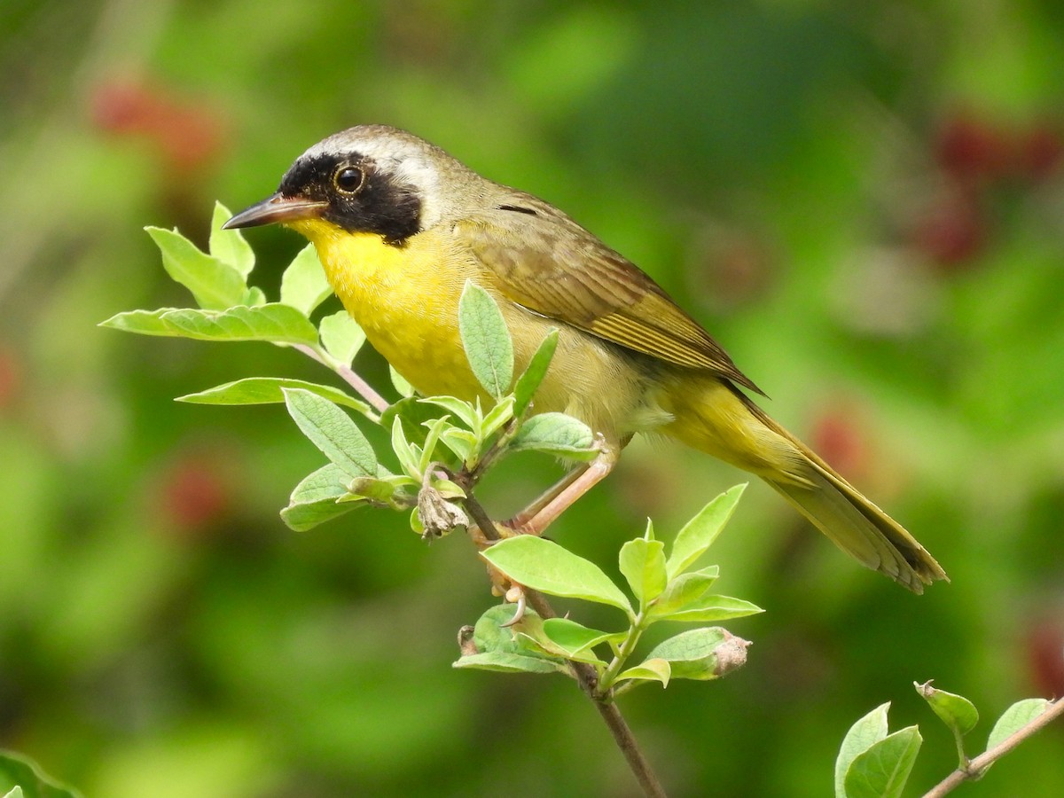 Common Yellowthroat - ML621551614