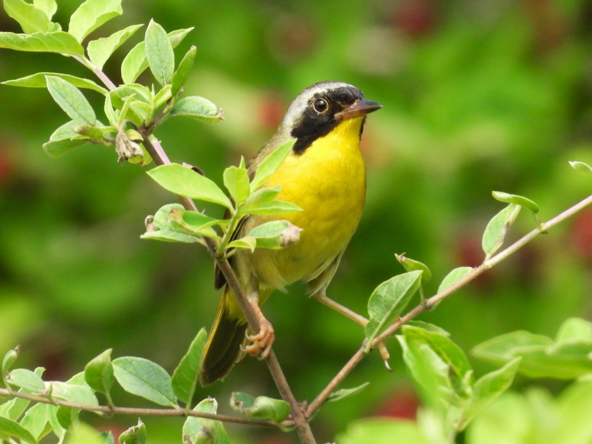 Common Yellowthroat - Susan Gowen