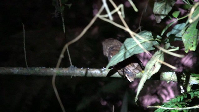 Cinnamon Screech-Owl - ML621551626