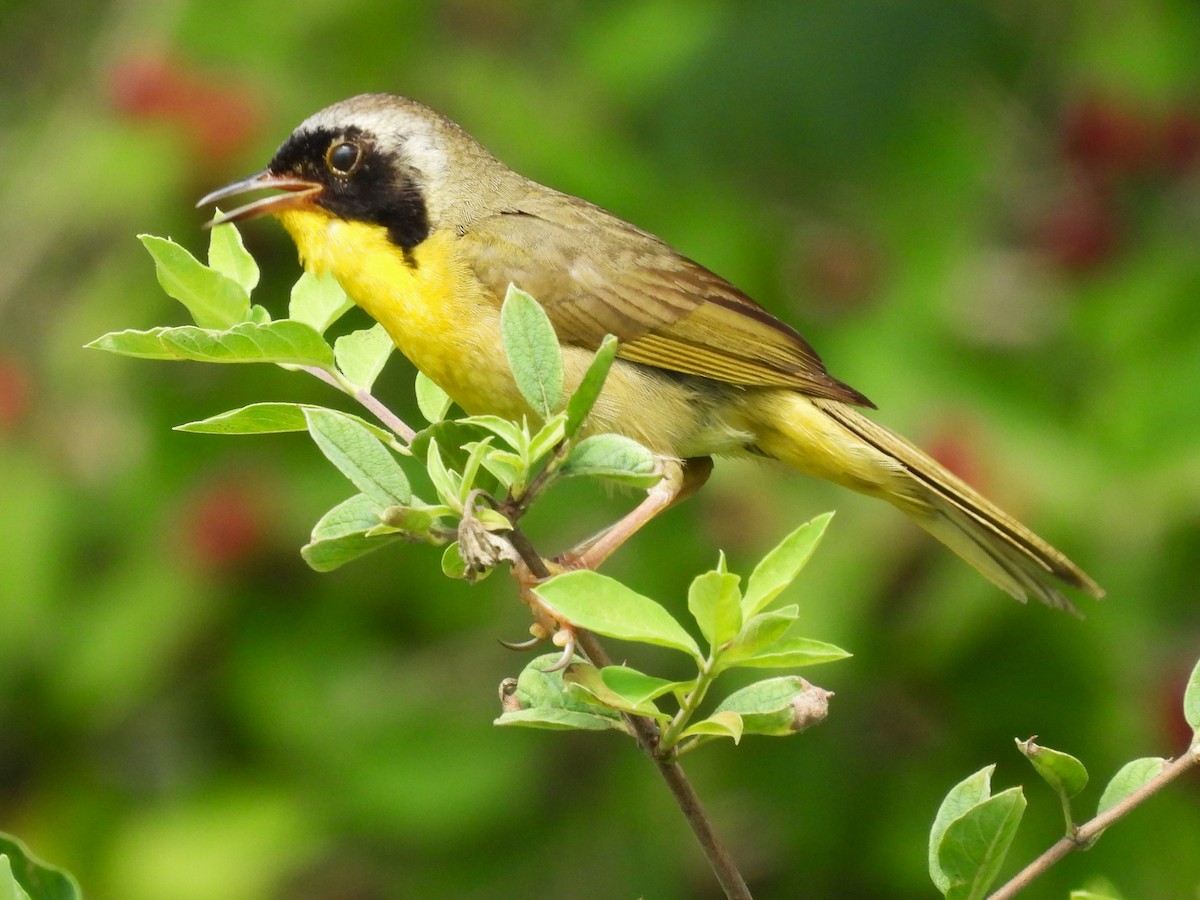 Common Yellowthroat - ML621551633