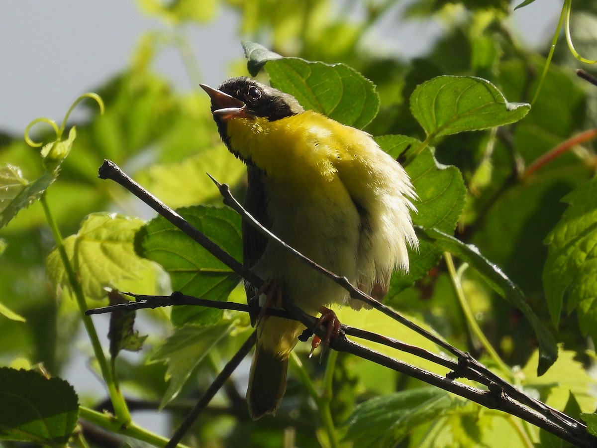 Common Yellowthroat - ML621551636